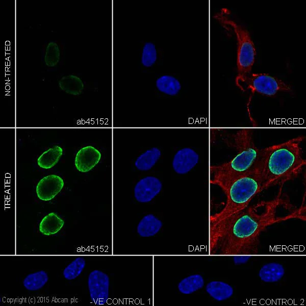 Immunocytochemistry/ Immunofluorescence - Anti-Histone H2A (acetyl K5) antibody [EP856Y] - BSA and Azide free (AB247302)