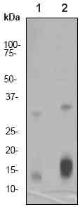 Western blot - Anti-Histone H2A (acetyl K5) antibody [EP856Y] - BSA and Azide free (AB247302), expandable thumbnail