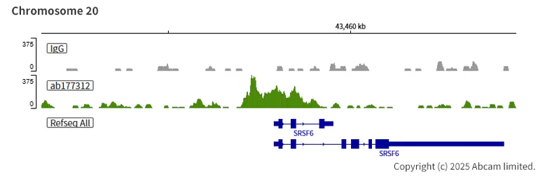 ChIC/CUT&RUN sequencing - Anti-Histone H2A (acetyl K9) antibody [EPR17471] - ChIP Grade (AB177312)