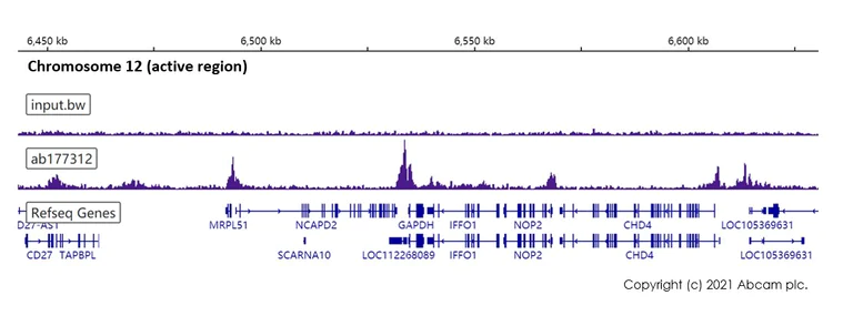 ChIP-sequencing - Anti-Histone H2A (acetyl K9) antibody [EPR17471] - ChIP Grade (AB177312)