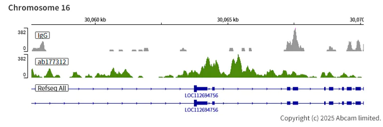 ChIC/CUT&RUN sequencing - Anti-Histone H2A (acetyl K9) antibody [EPR17471] - ChIP Grade - BSA and Azide free (AB203949)