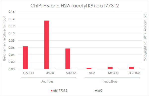 ChIP - Anti-Histone H2A (acetyl K9) antibody [EPR17471] - ChIP Grade - BSA and Azide free (AB203949)