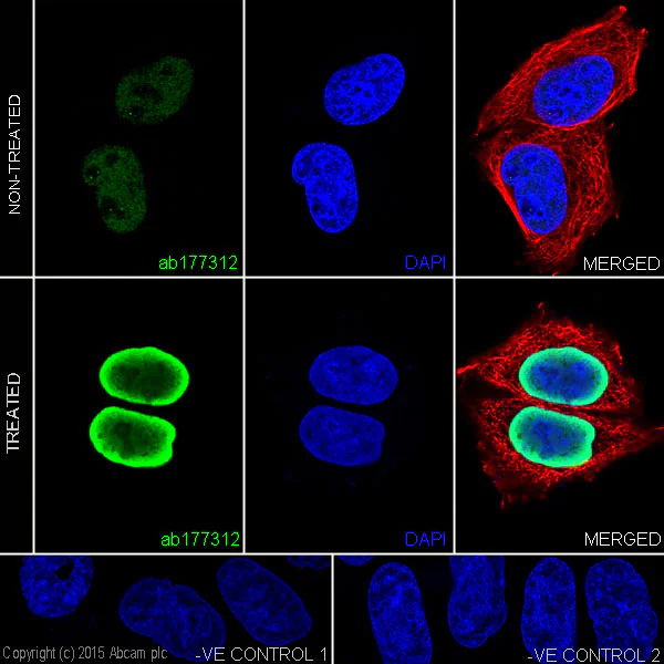 Immunocytochemistry/ Immunofluorescence - Anti-Histone H2A (acetyl K9) antibody [EPR17471] - ChIP Grade - BSA and Azide free (AB203949)