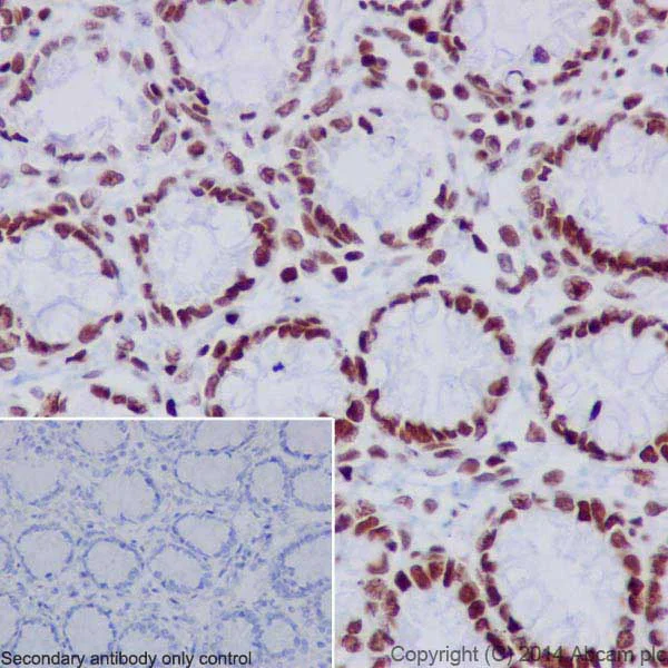Immunohistochemistry (Formalin/PFA-fixed paraffin-embedded sections) - Anti-Histone H2A (acetyl K9) antibody [EPR17471] - ChIP Grade - BSA and Azide free (AB203949)