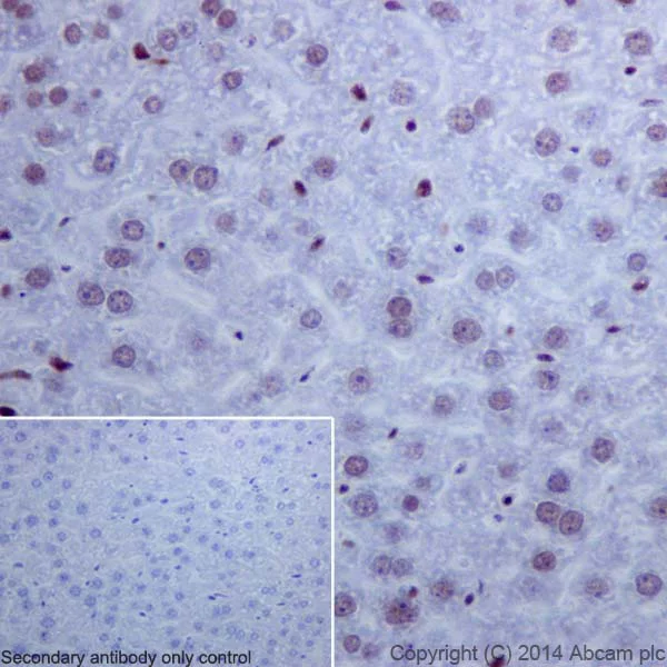 Immunohistochemistry (Formalin/PFA-fixed paraffin-embedded sections) - Anti-Histone H2A (acetyl K9) antibody [EPR17471] - ChIP Grade - BSA and Azide free (AB203949)
