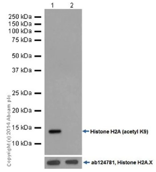 Western blot - Anti-Histone H2A (acetyl K9) antibody [EPR17471] - ChIP Grade - BSA and Azide free (AB203949)
