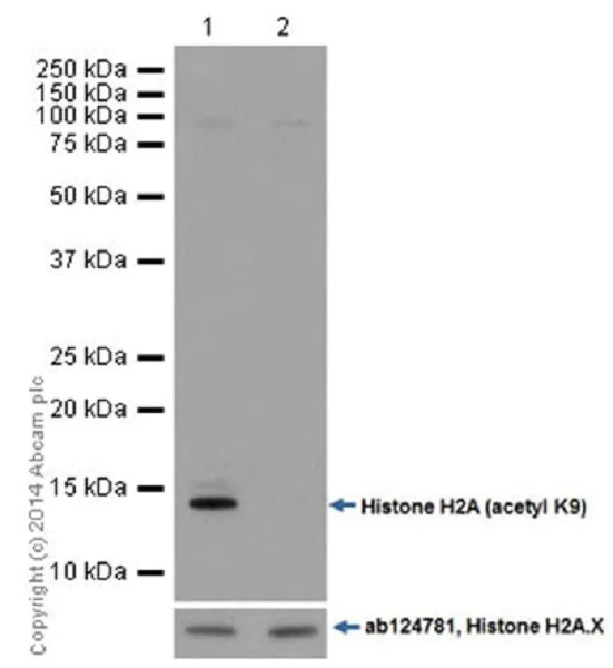 Western blot - Anti-Histone H2A (acetyl K9) antibody [EPR17471] - ChIP Grade - BSA and Azide free (AB203949)
