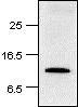 Western blot - Anti-Histone H2A antibody (AB18975)