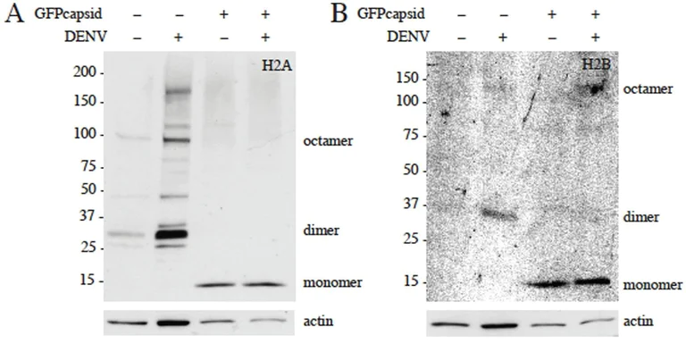 Western blot - Anti-Histone H2A antibody - ChIP Grade (AB18255)