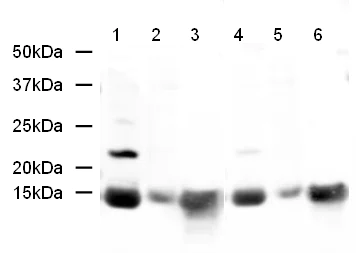 Western blot - Anti-Histone H2A antibody - ChIP Grade (AB18255)