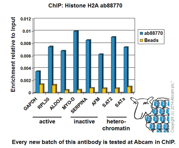 ChIP - Anti-Histone H2A antibody - ChIP Grade (AB88770)