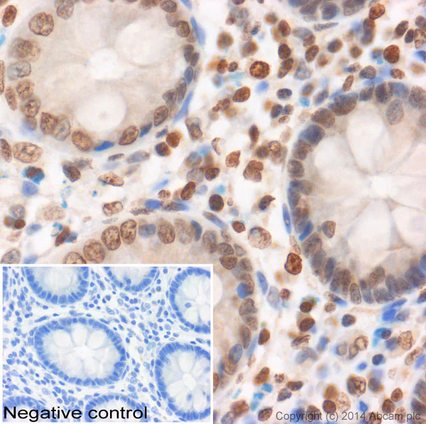 Immunohistochemistry (Formalin/PFA-fixed paraffin-embedded sections) - Anti-Histone H2A antibody - ChIP Grade (AB88770)