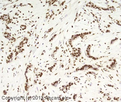 Immunohistochemistry (Formalin/PFA-fixed paraffin-embedded sections) - Anti-Histone H2A antibody - ChIP Grade (AB88770)