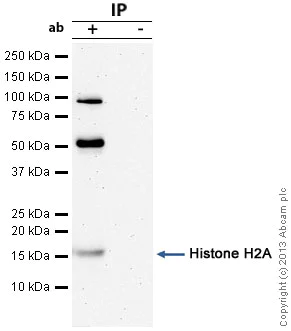 Immunoprecipitation - Anti-Histone H2A antibody - ChIP Grade (AB88770)