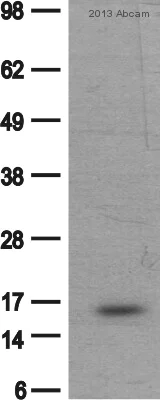 Western blot - Anti-Histone H2A antibody - ChIP Grade (AB88770)