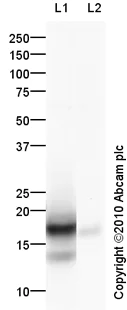 Western blot - Anti-Histone H2A antibody - ChIP Grade (AB88770)