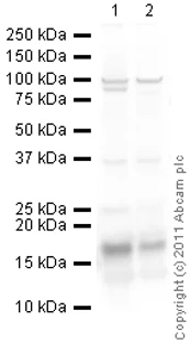Western blot - Anti-Histone H2A antibody - ChIP Grade (AB88770)