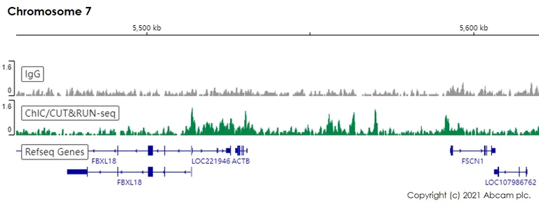 ChIC/CUT&RUN sequencing - Anti-Histone H2A antibody [EPR17470] - ChIP Grade (AB177308)