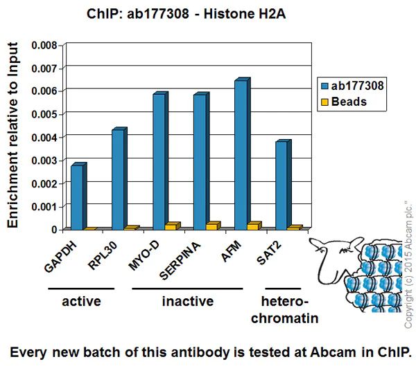 ChIP - Anti-Histone H2A antibody [EPR17470] - ChIP Grade (AB177308)
