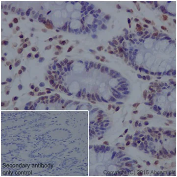 Immunohistochemistry (Formalin/PFA-fixed paraffin-embedded sections) - Anti-Histone H2A antibody [EPR17470] - ChIP Grade (AB177308)