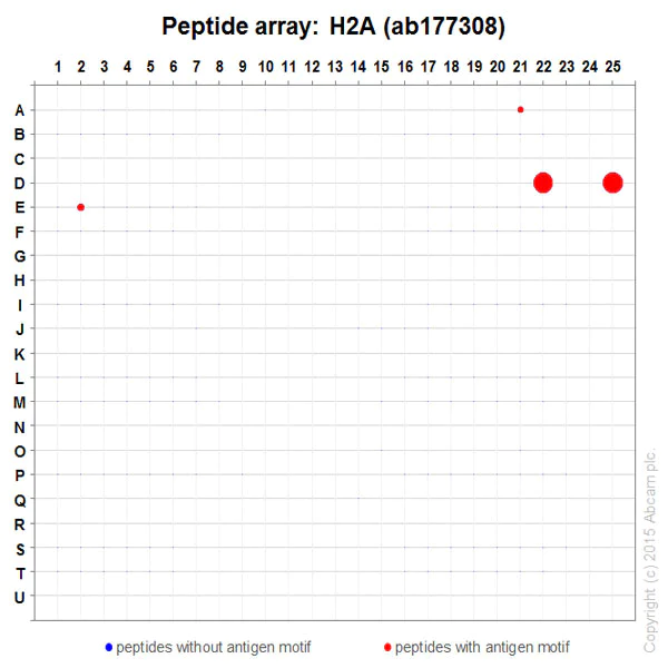 Peptide Array - Anti-Histone H2A antibody [EPR17470] - ChIP Grade (AB177308)