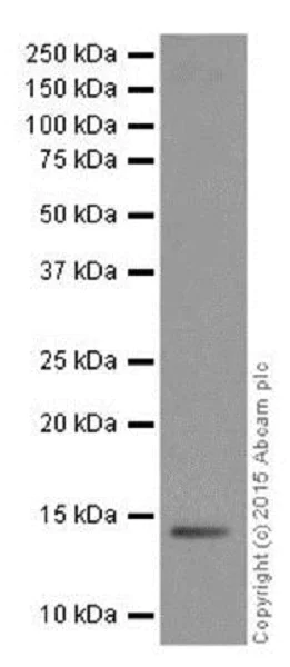 Western blot - Anti-Histone H2A antibody [EPR17470] - ChIP Grade (AB177308)