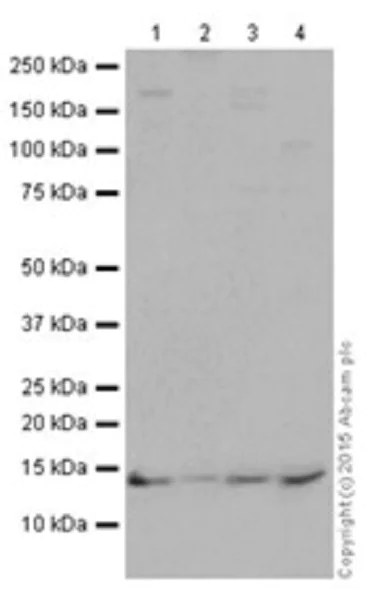 Western blot - Anti-Histone H2A antibody [EPR17470] - ChIP Grade (AB177308)