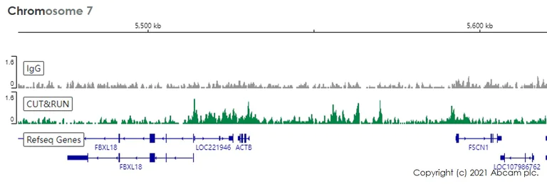 ChIC/CUT&RUN sequencing - Anti-Histone H2A antibody [EPR17470] - ChIP Grade - BSA and Azide free (AB217840)