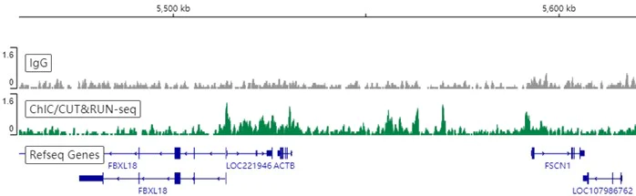 ChIC/CUT&RUN sequencing - Anti-Histone H2A antibody [EPR17470] - ChIP Grade - BSA and Azide free (AB217840)