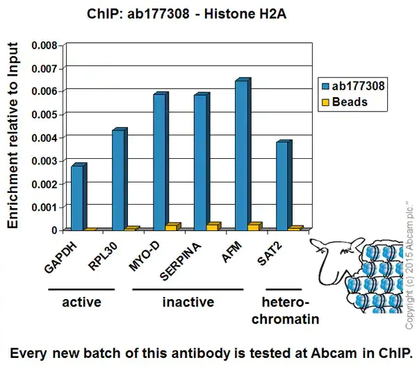 ChIP - Anti-Histone H2A antibody [EPR17470] - ChIP Grade - BSA and Azide free (AB217840)