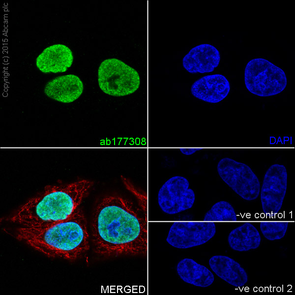 Immunocytochemistry/ Immunofluorescence - Anti-Histone H2A antibody [EPR17470] - ChIP Grade - BSA and Azide free (AB217840)
