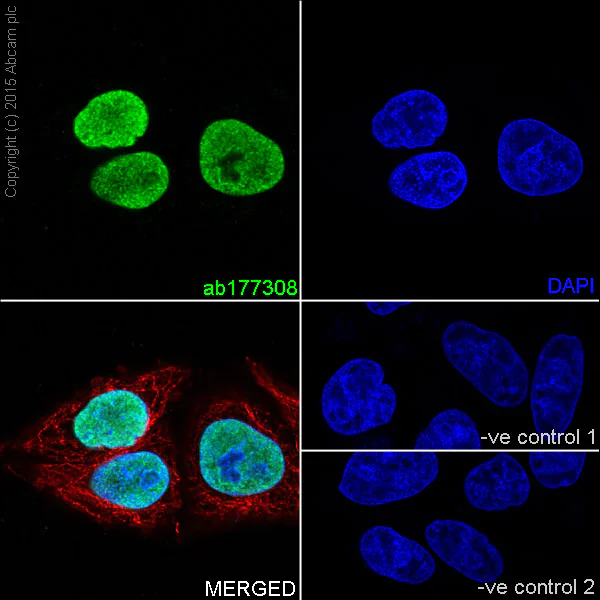 Immunocytochemistry/ Immunofluorescence - Anti-Histone H2A antibody [EPR17470] - ChIP Grade - BSA and Azide free (AB217840)