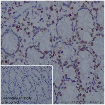 Immunohistochemistry (Formalin/PFA-fixed paraffin-embedded sections) - Anti-Histone H2A antibody [EPR17470] - ChIP Grade - BSA and Azide free (AB217840)