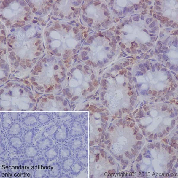 Immunohistochemistry (Formalin/PFA-fixed paraffin-embedded sections) - Anti-Histone H2A antibody [EPR17470] - ChIP Grade - BSA and Azide free (AB217840)