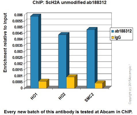 ChIP - Anti-Histone H2A antibody [EPR18089] - ChIP Grade (AB188312), expandable thumbnail
