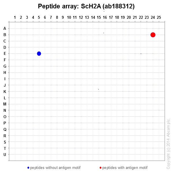 Peptide Array - Anti-Histone H2A antibody [EPR18089] - ChIP Grade (AB188312), expandable thumbnail