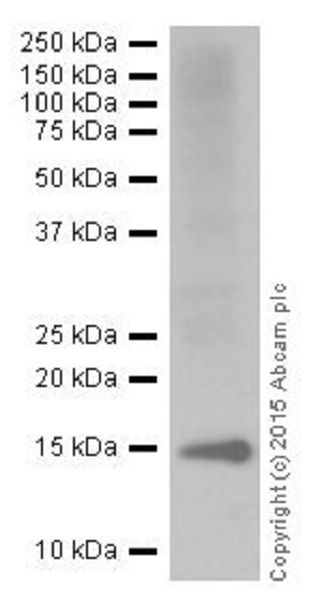 Western blot - Anti-Histone H2A antibody [EPR18089] - ChIP Grade (AB188312), expandable thumbnail