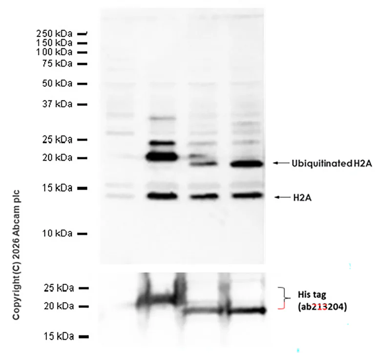 Western blot - Anti-Histone H2A antibody [EPR895] - BSA and Azide free (AB217838)