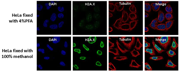 Immunocytochemistry/ Immunofluorescence - Anti-Histone H2A antibody [EPR895] - Nuclear Marker (AB124781)