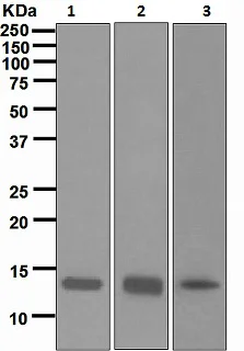 Western blot - Anti-Histone H2A antibody [EPR895] - Nuclear Marker (AB124781)