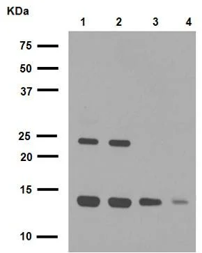 Western blot - Anti-Histone H2A antibody [EPR895] - Nuclear Marker (AB124781)