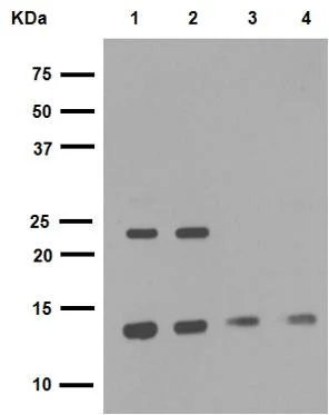 Western blot - Anti-Histone H2A antibody [EPR895] - Nuclear Marker (AB124781)