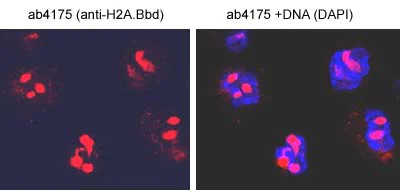 Immunocytochemistry - Anti-Histone H2A-Bbd antibody (AB4175)