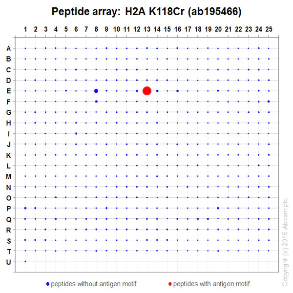 Peptide Array - Anti-Histone H2A (crotonyl K118) antibody [EP18768] - BSA and Azide free (AB284852)