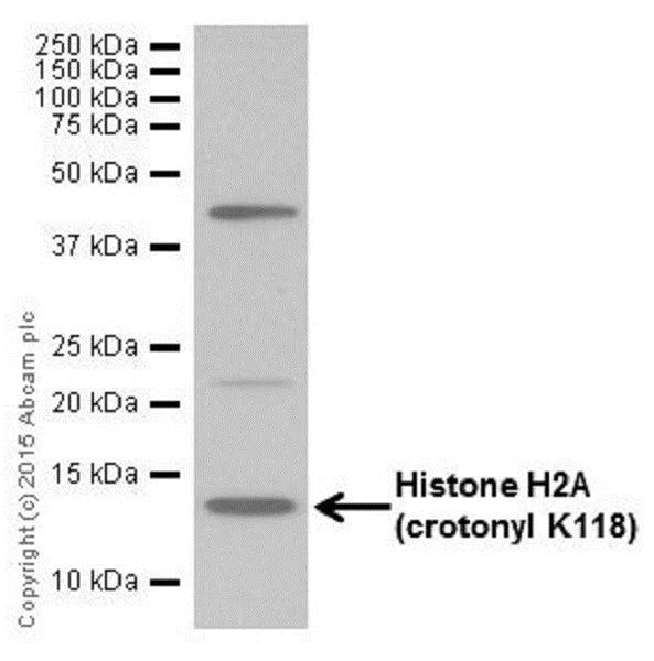Western blot - Anti-Histone H2A (crotonyl K118) antibody [EP18768] - BSA and Azide free (AB284852)