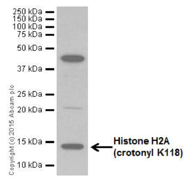 Western blot - Anti-Histone H2A (crotonyl K118) antibody [EP18768] - BSA and Azide free (AB284852)