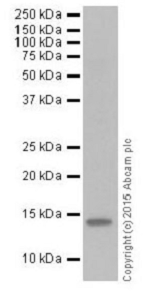 Western blot - Anti-Histone H2A (crotonyl K119) antibody [EPR18769] (AB195467)
