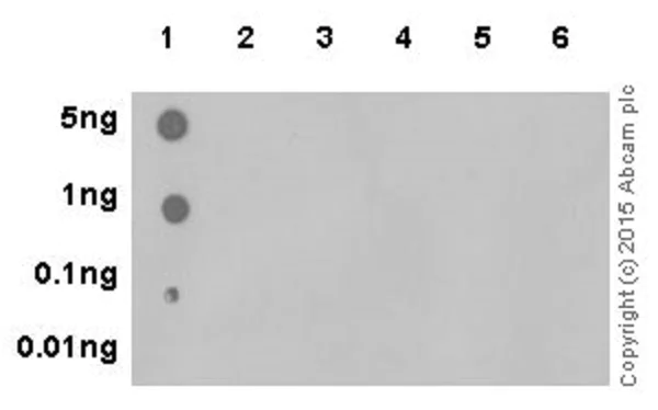 Dot Blot - Anti-Histone H2A (crotonyl K119) antibody [EPR18769] - BSA and Azide free (AB251208)