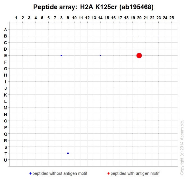 Peptide Array - Anti-Histone H2A (crotonyl K125) antibody [EP18770] - BSA and Azide free (AB284853), expandable thumbnail