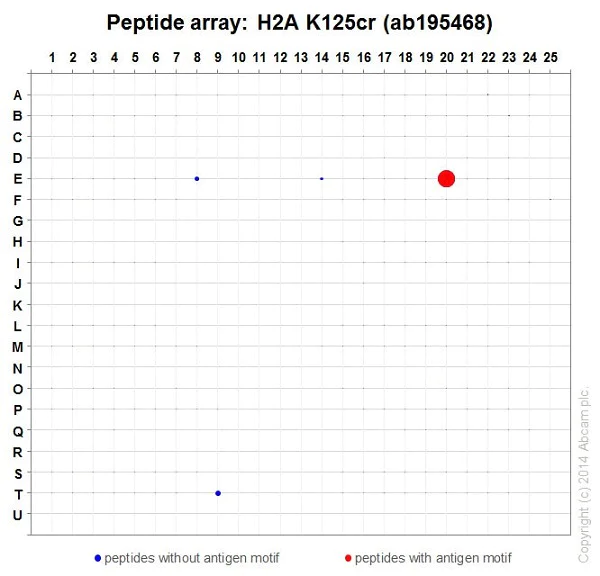 Peptide Array - Anti-Histone H2A (crotonyl K125) antibody [EP18770] - BSA and Azide free (AB284853)